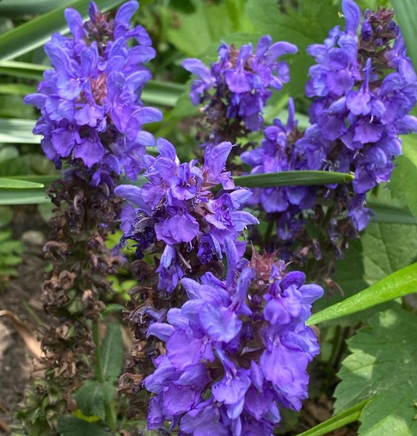 Salvia Season at LongHouse