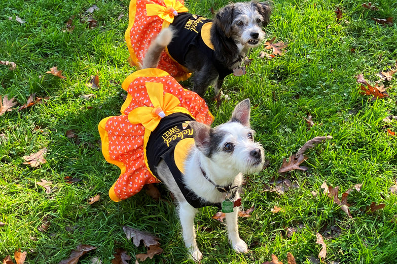 Canines in Costume (October 26)