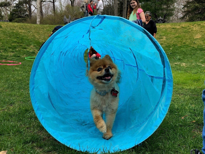 Come, Sit, Stay: Dog Days