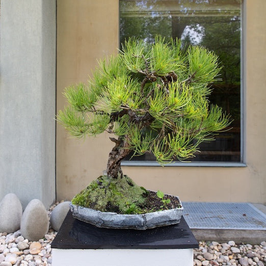 Bonsai As Art (July 19)