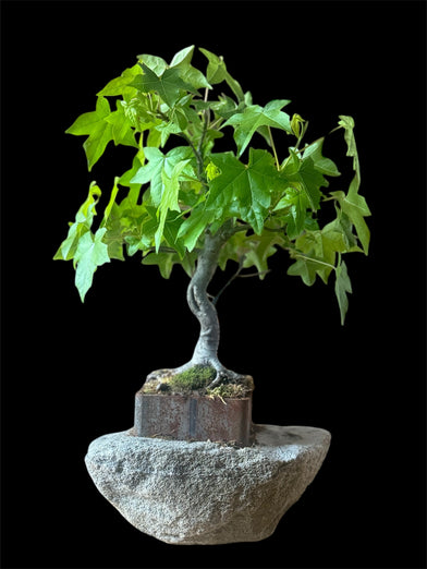 Bonsai As Art (Sept 28)