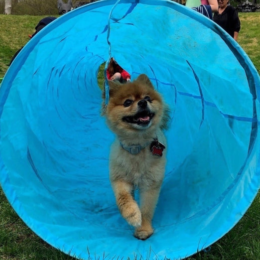 Come, Sit, Stay: Dog Days