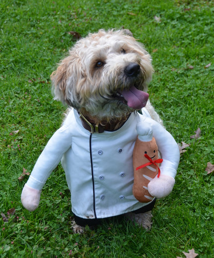 Canines in Costume (October 25)