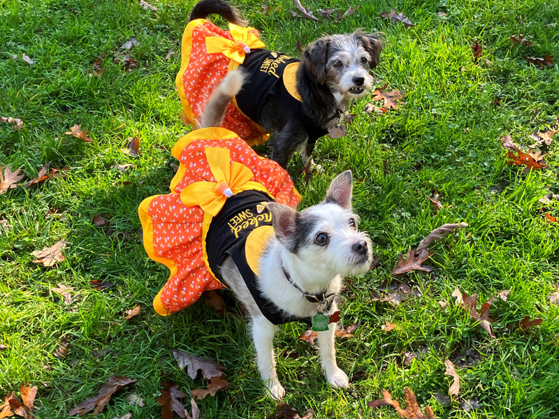 Canines in Costume