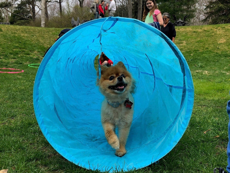 Come, Sit, Stay: Dog Days