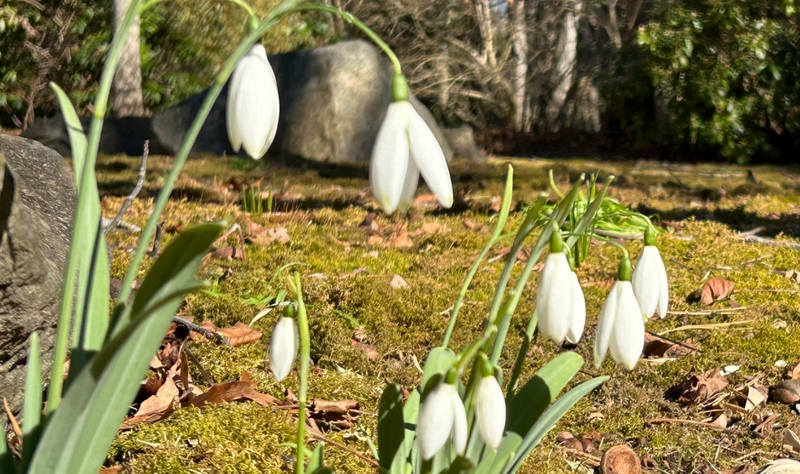 Early Spring Garden Walk