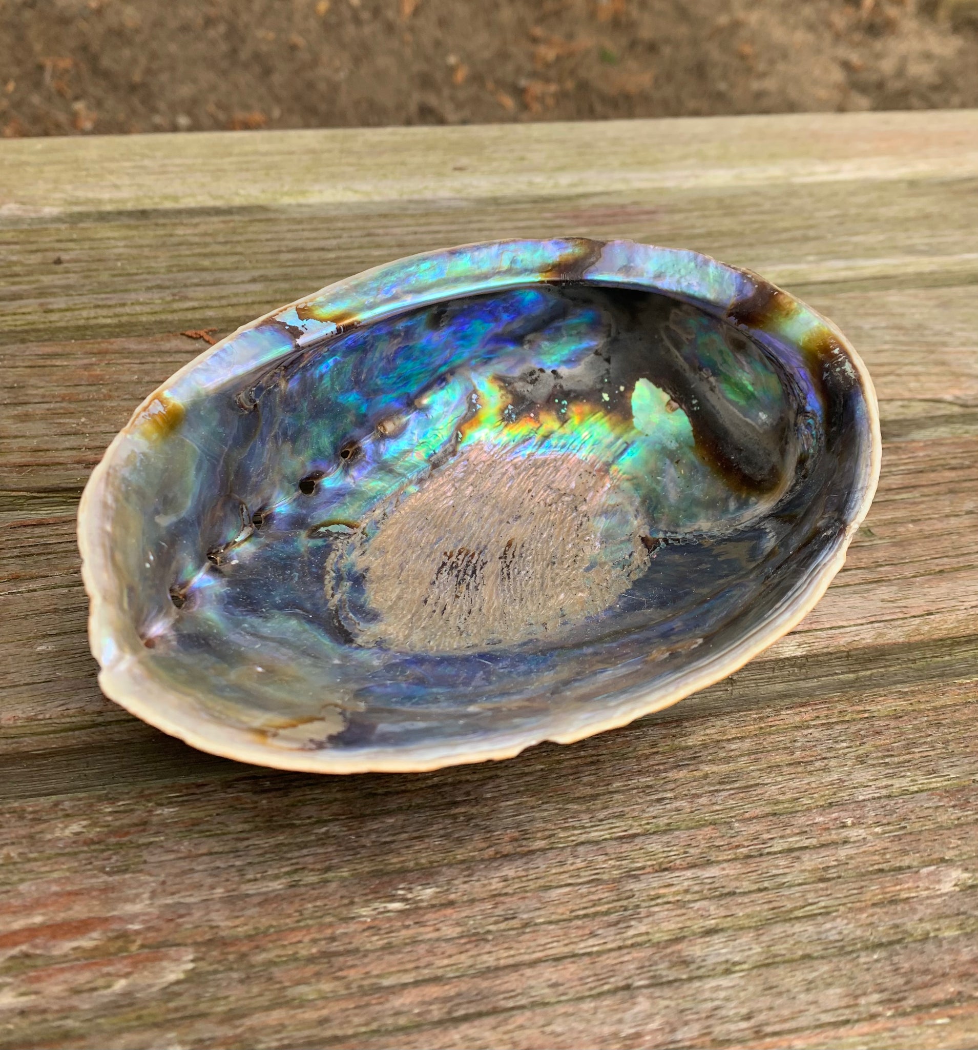 Abalone Shell – LongHouse Reserve